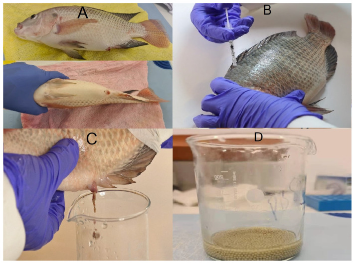 Optimization of Nile Tilapia Artificial Breeding Using Human Chorionic Gonadotropin (hCG) Hormone.