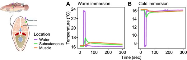 Putative neural and endocrine control of thermal acclimation in fish.