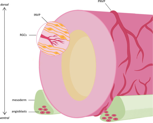 The role of endothelial-derived factors in neural tube development: implications for organoid models.