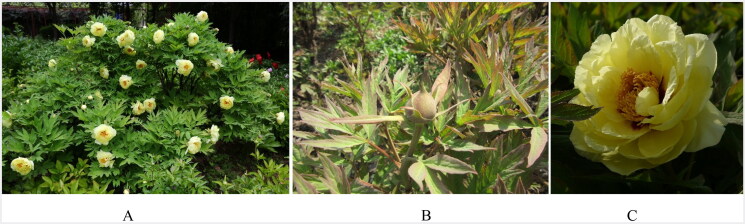 The chloroplast genome of the allotriploid, <i>Paeonia × lemoinei</i> cv. Oukan, and its phylogenetic implications.