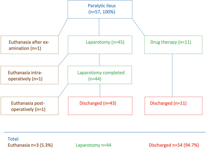 Paralytic ileus in 57 cows - symptoms, diagnosis and treatment.