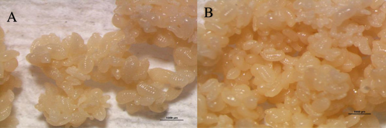 The social organization of the Asian weaver ant colonies: A natural enemy novel sub-castes worker's functional activity findings.