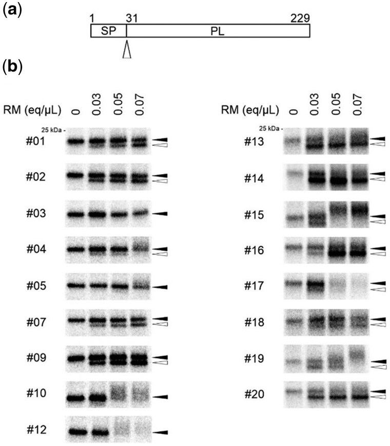 Rough microsomes isolated from snap-frozen canine pancreatic tissue retain their co-translational translocation functionality.