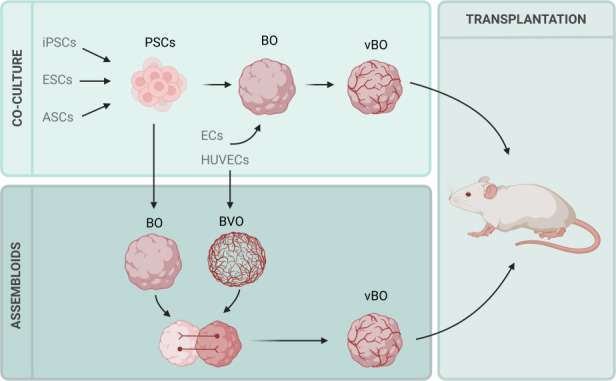 The role of endothelial-derived factors in neural tube development: implications for organoid models.
