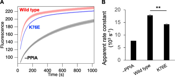 A Disease-Associated Mutation Impedes PPIA through Allosteric Dynamics Modulation