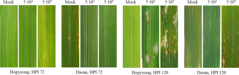 Earlier quantification of rice blast impact via instantaneous chlorophyll fluorescence.