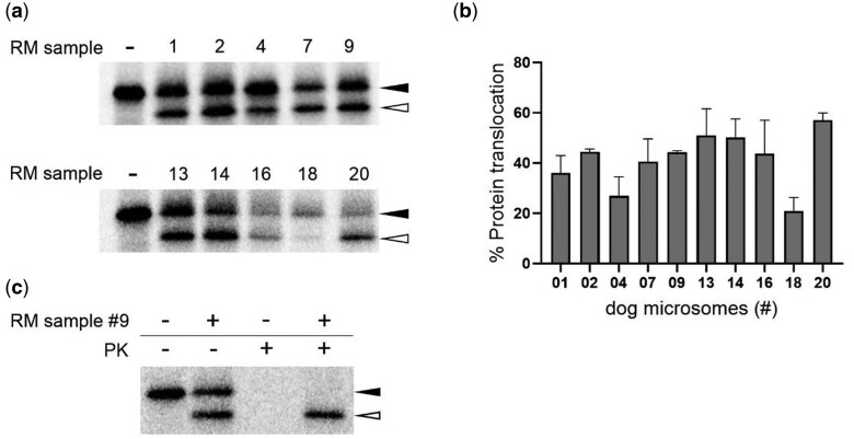 Rough microsomes isolated from snap-frozen canine pancreatic tissue retain their co-translational translocation functionality.