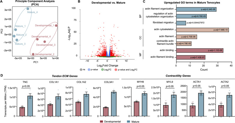 Epigenetic regulation and mechanobiological adaptation in tenocytes during maturation.