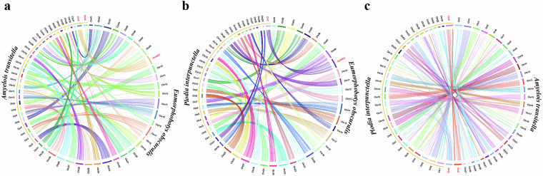 A chromosome-scale genome assembly of the leaf roller, Eumorphobotys obscuralis (Lepidoptera: Pyralidae).