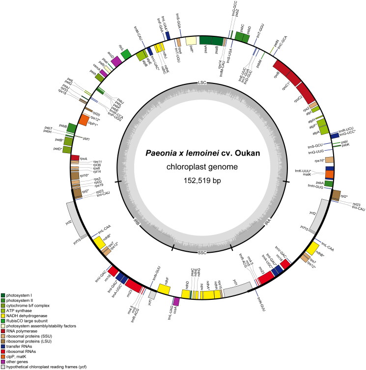 The chloroplast genome of the allotriploid, <i>Paeonia × lemoinei</i> cv. Oukan, and its phylogenetic implications.