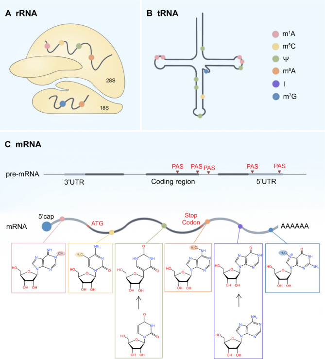 RNA epigenetic modifications as dynamic biomarkers in cancer: from mechanisms to clinical translation.