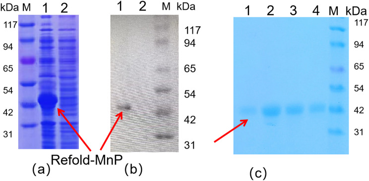 Bacillus subtilis spore surface display enhances manganese peroxidase stability and stress resistance.