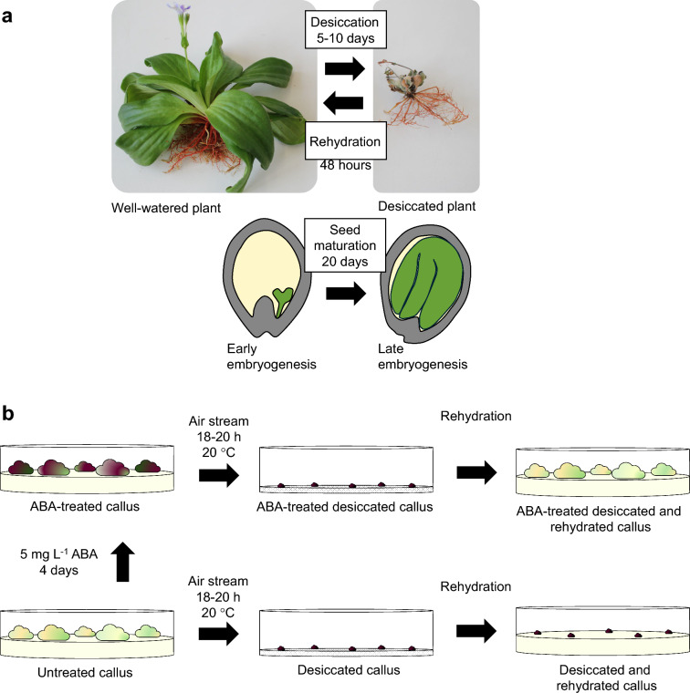 Unravelling the molecular network of desiccation tolerance in resurrection plants started with the model plant Craterostigma plantagineum.