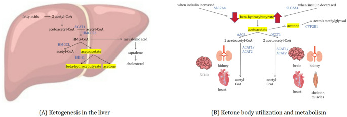 Search for common genetic variants to allow reliable Mendelian randomization investigations into ketone metabolism.