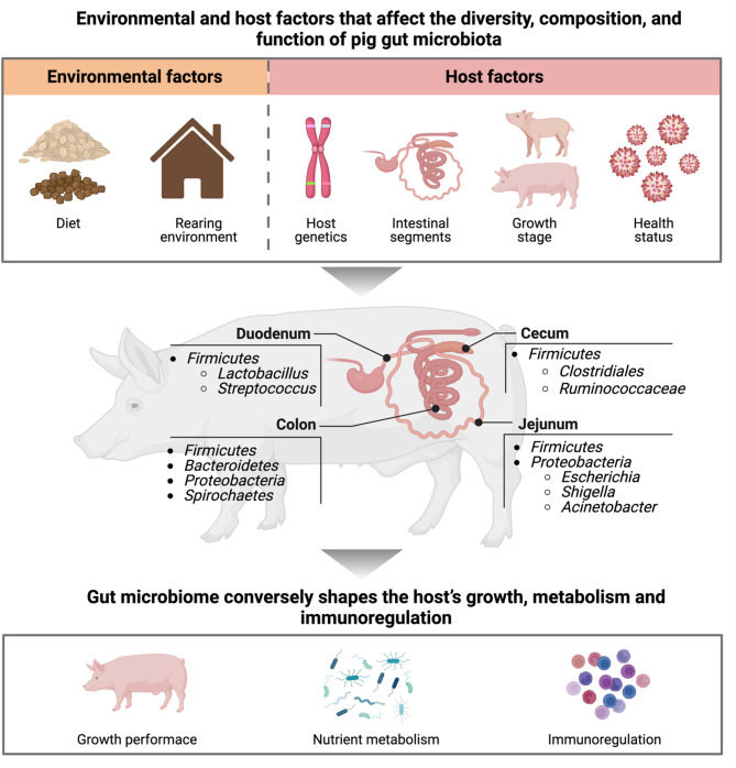 Unraveling the composition and function of pig gut microbiome from metagenomics.