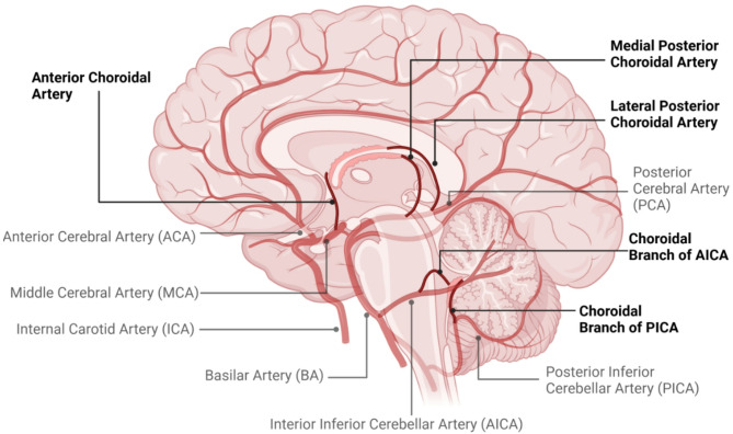 Brain fluid physiology in ischaemic stroke; more than just oedema.