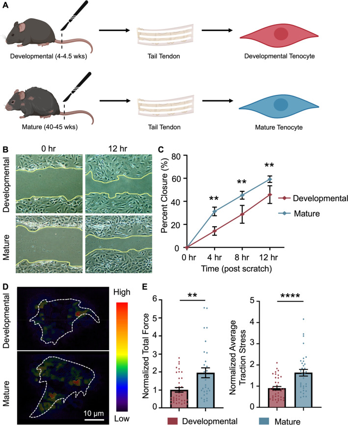 Epigenetic regulation and mechanobiological adaptation in tenocytes during maturation.