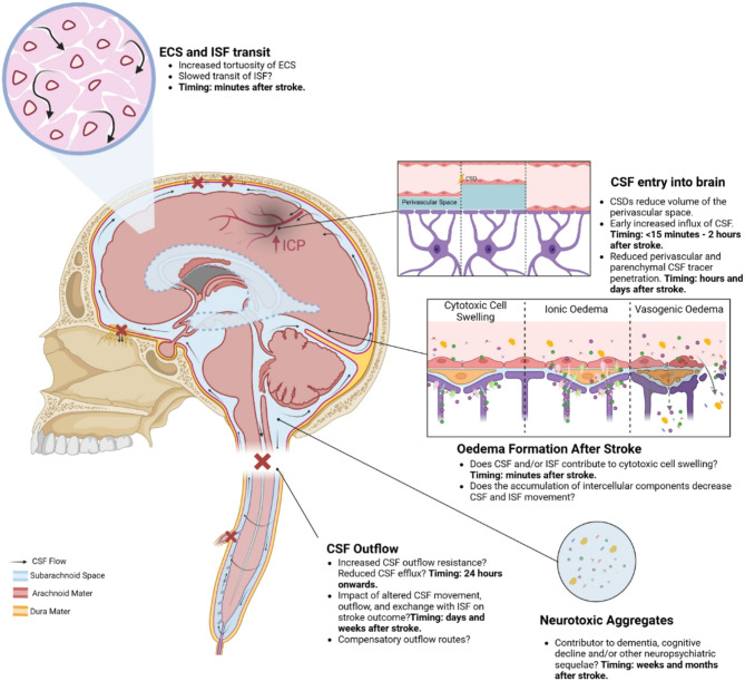 Brain fluid physiology in ischaemic stroke; more than just oedema.