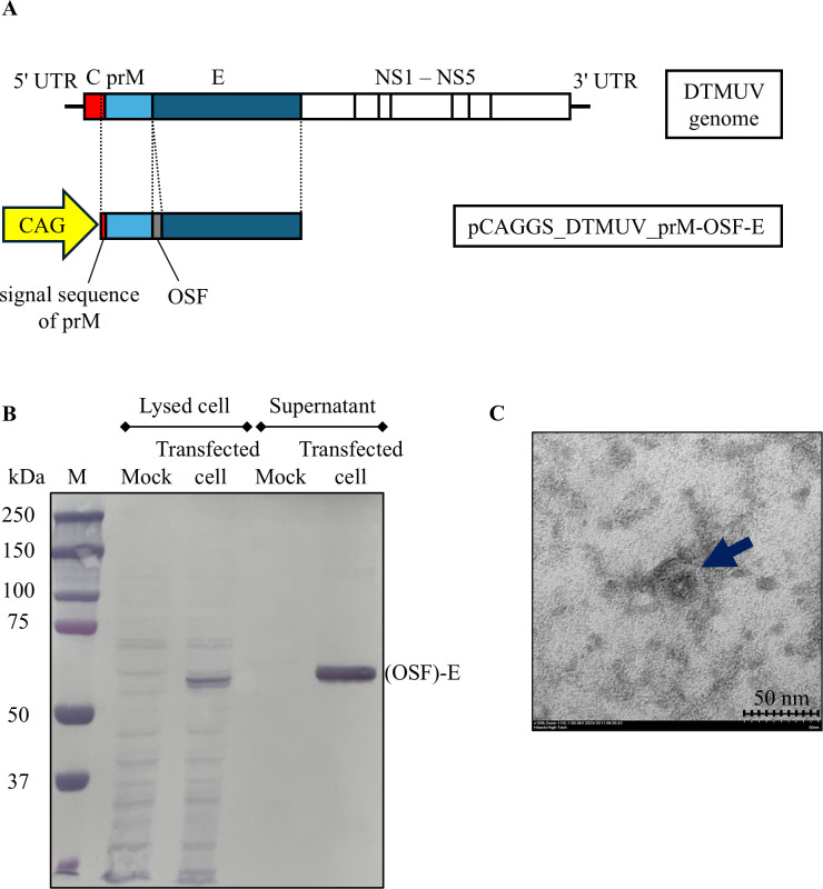 Development of a highly specific enzyme-linked immunosorbent assay for detection of antibodies to Duck Tembusu virus using subviral particles.