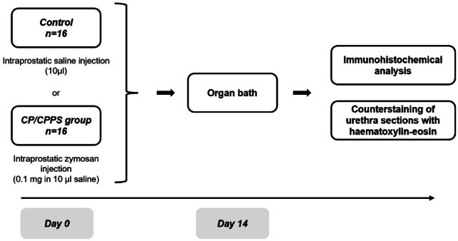 Induction of chronic prostatitis does not alter the innate contractile properties of the prostate or urethra in rats.