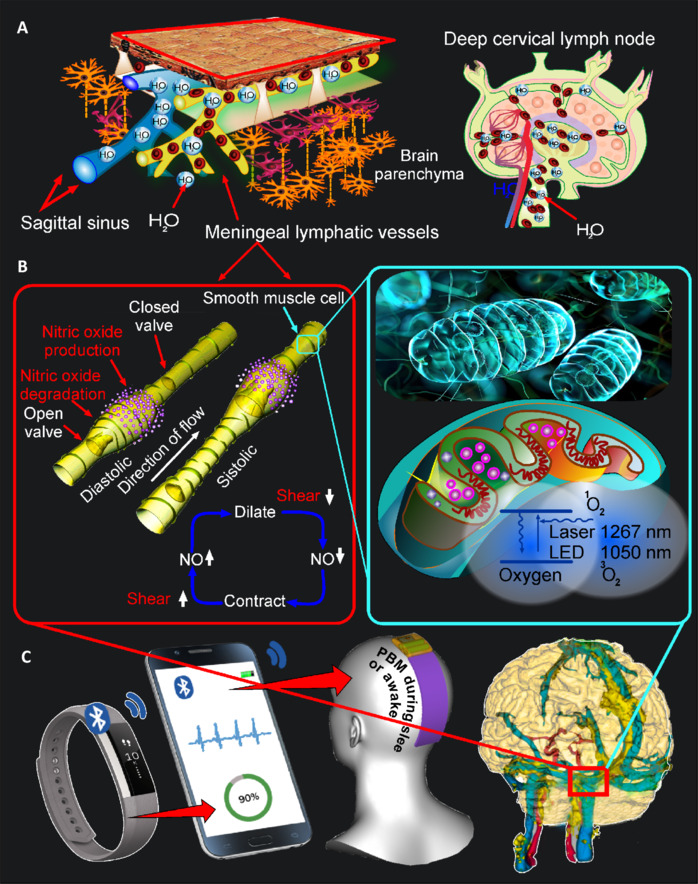 Direct generation of 1O2 in living tissues for the treatment of brain diseases.
