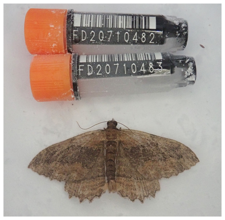 The genome sequence of the Dark Umber moth, <i>Philereme transversata</i> (Hufnagel, 1767).