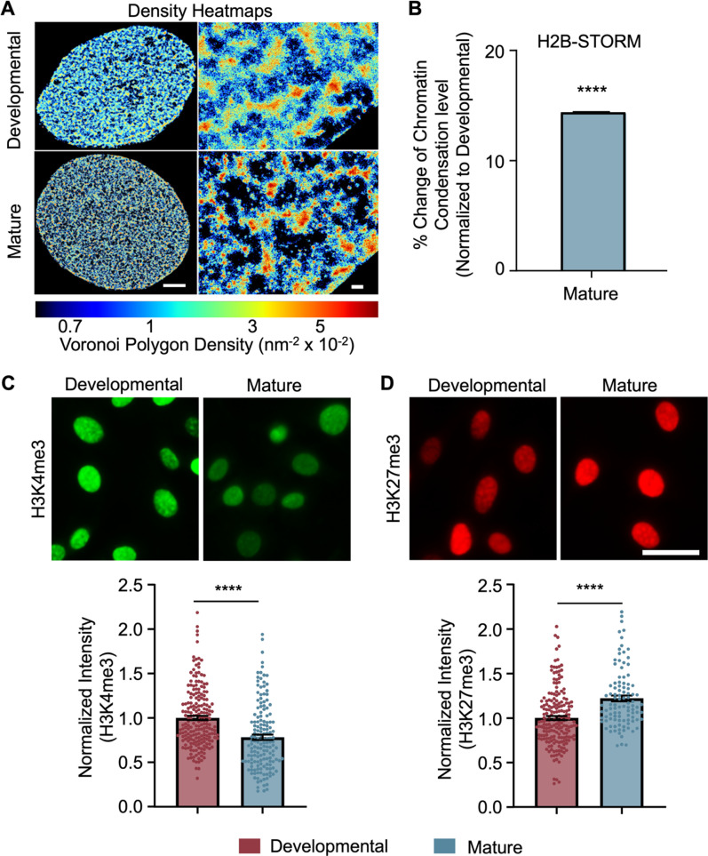 Epigenetic regulation and mechanobiological adaptation in tenocytes during maturation.