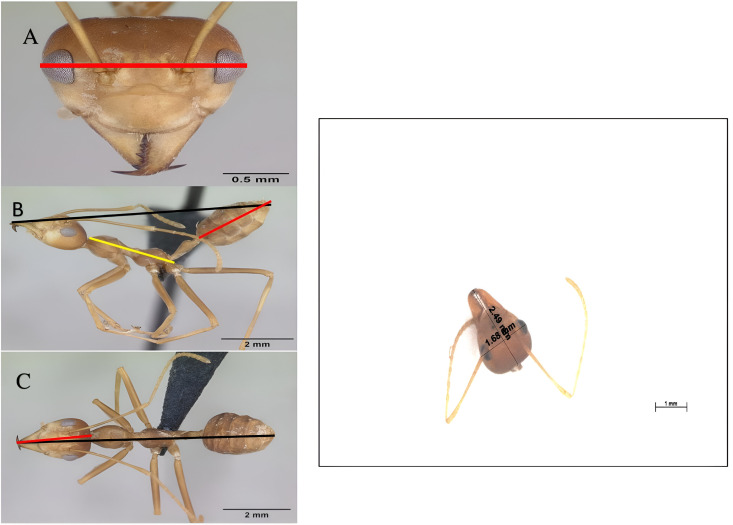 The social organization of the Asian weaver ant colonies: A natural enemy novel sub-castes worker's functional activity findings.