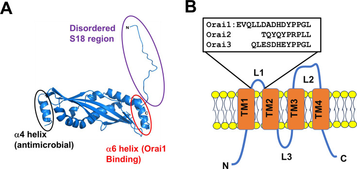 Is the SPLUNC1-Orai1 axis a critical determinant of lung health?