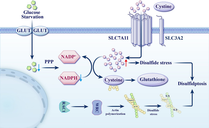 Molecular signatures of disulfidptosis: interplay with programmed cell death pathways and therapeutic implications in oncology.