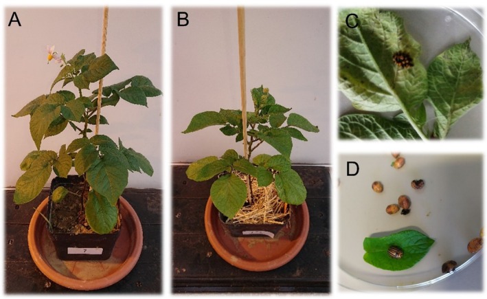Mulching Effects on Nutrient Contents of Potato Foliage and Colorado Potato Beetle Fitness.
