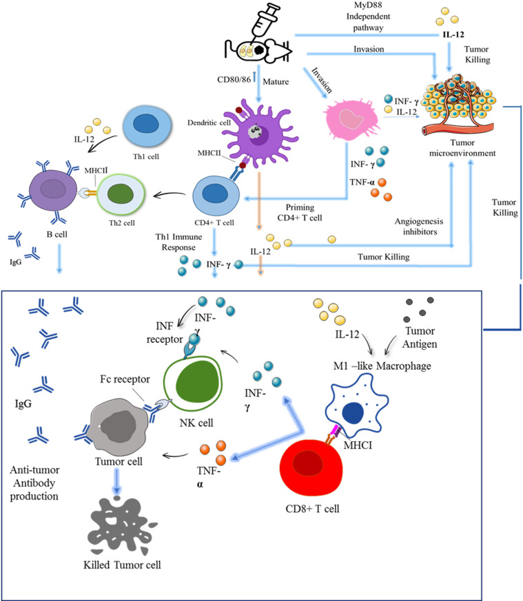 From pathogen to cure: exploring the antitumor potential of Toxoplasma gondii.