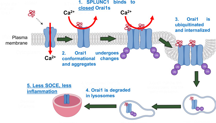 Is the SPLUNC1-Orai1 axis a critical determinant of lung health?
