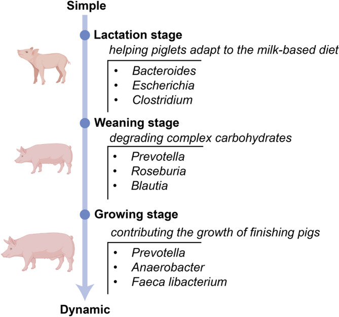Unraveling the composition and function of pig gut microbiome from metagenomics.