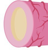 The role of endothelial-derived factors in neural tube development: implications for organoid models.