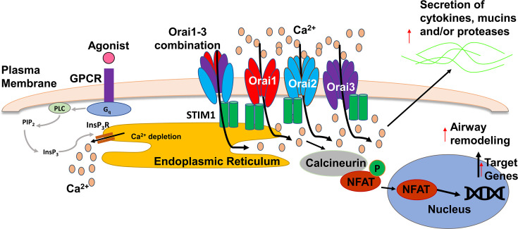Is the SPLUNC1-Orai1 axis a critical determinant of lung health?