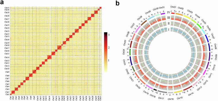 A chromosome-scale genome assembly of the leaf roller, Eumorphobotys obscuralis (Lepidoptera: Pyralidae).