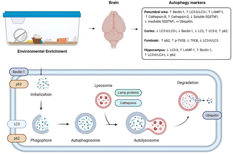 Is environmental enrichment effective in modulating autophagy markers in the brain exposed to adverse conditions? A systematic review.