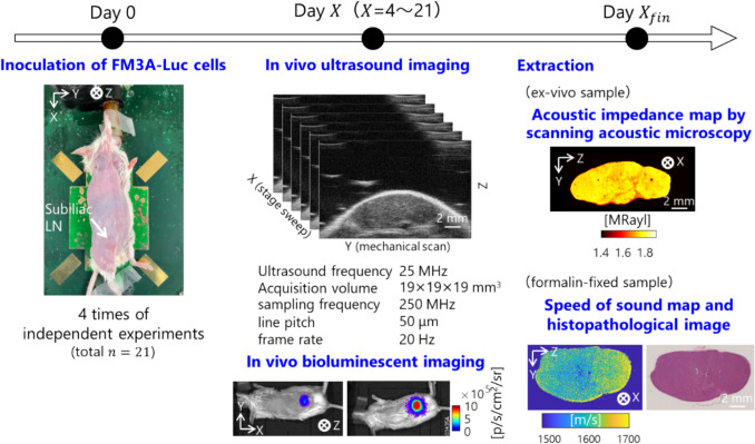Attenuation Estimation and Acoustic Characterization of Mouse Lymph Node Tumor Using High-frequency Ultrasound.