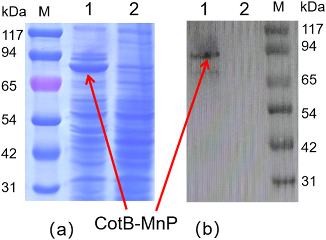 Bacillus subtilis spore surface display enhances manganese peroxidase stability and stress resistance.