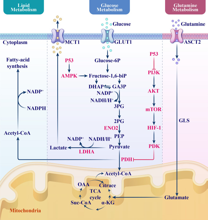 Molecular signatures of disulfidptosis: interplay with programmed cell death pathways and therapeutic implications in oncology.