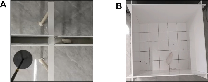 Effects of environmentally-induced anxiety on autoimmunity in the MRL/lpr mouse.