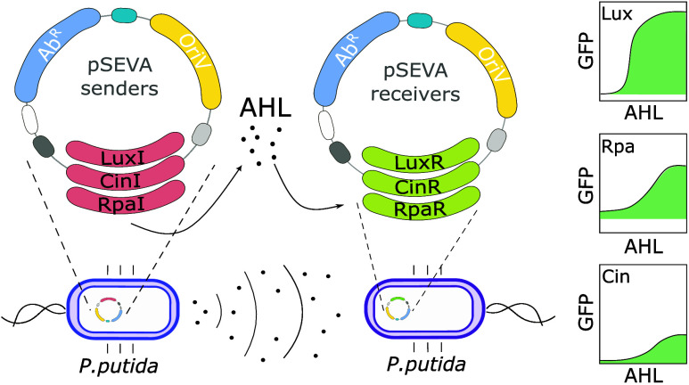 Standardized Quorum Sensing Tools for Gram-Negative Bacteria.