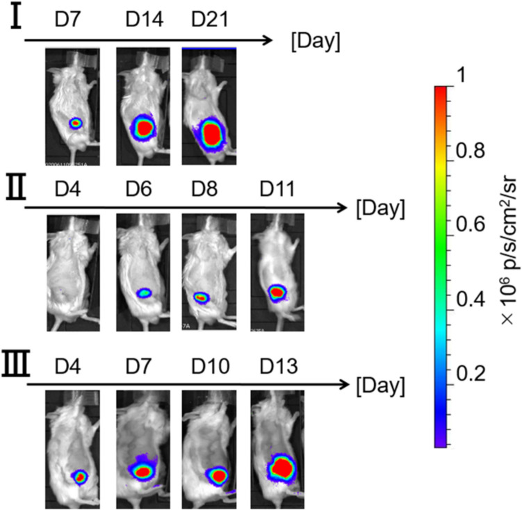 Attenuation Estimation and Acoustic Characterization of Mouse Lymph Node Tumor Using High-frequency Ultrasound.