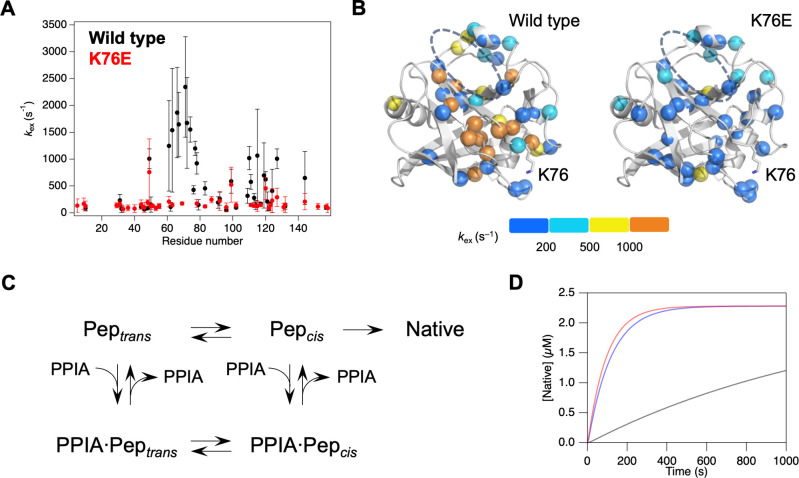 A Disease-Associated Mutation Impedes PPIA through Allosteric Dynamics Modulation