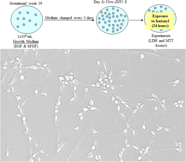 Assessing the developmental effects of fentanyl and impacts on lipidomic profiling using neural stem cell models.