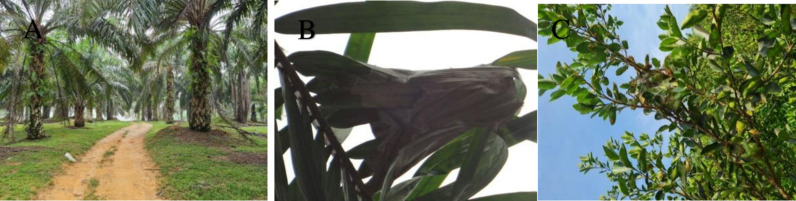 The social organization of the Asian weaver ant colonies: A natural enemy novel sub-castes worker's functional activity findings.
