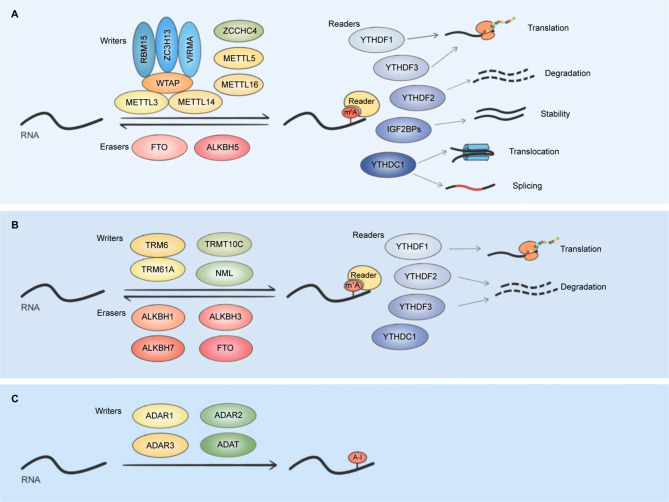 RNA epigenetic modifications as dynamic biomarkers in cancer: from mechanisms to clinical translation.