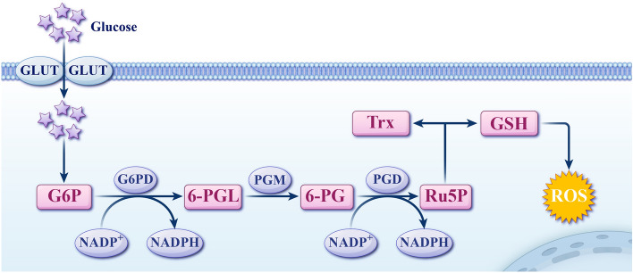 Molecular signatures of disulfidptosis: interplay with programmed cell death pathways and therapeutic implications in oncology.