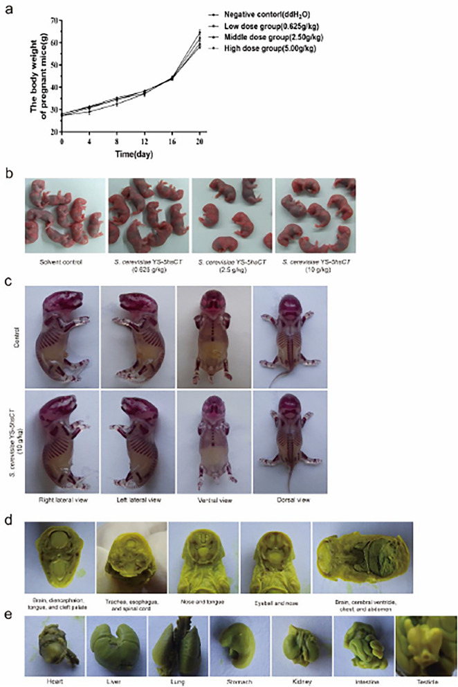 Safety evaluation and optimization of high-efficiency expression of 5hsCT in Saccharomyces cerevisiae.